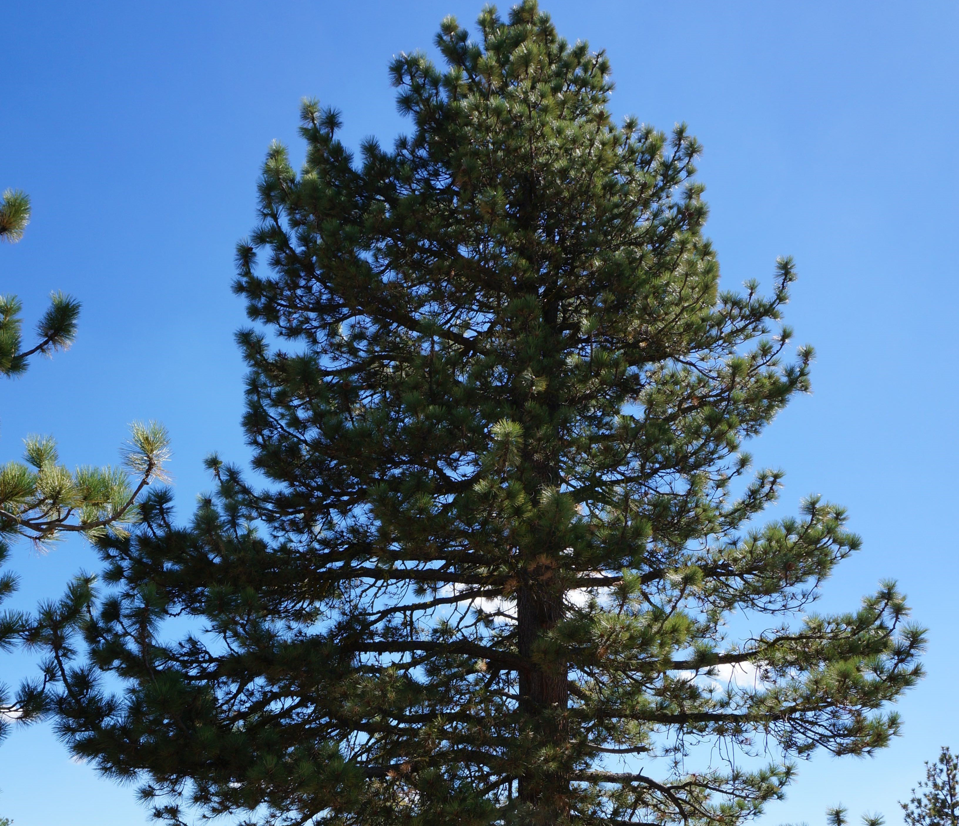 mountain ecosystems